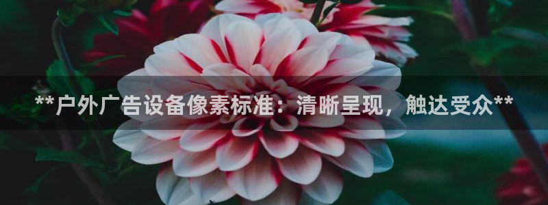 杏宇平台总代理